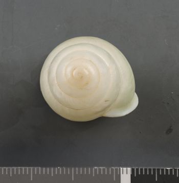 Media type: image;   Malacology 37597 Description: Dry shell;  Aspect: API